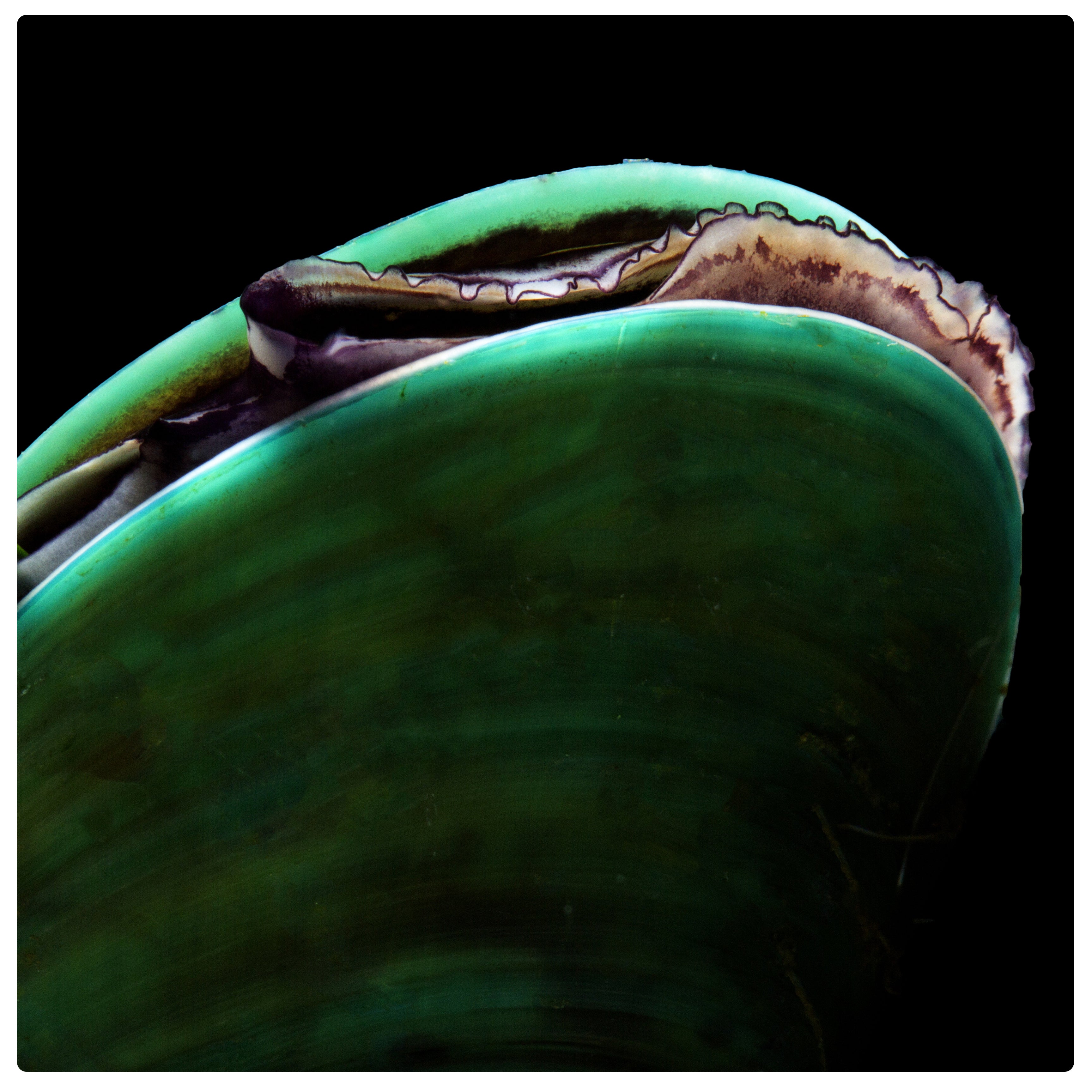 All about Green-lipped mussel